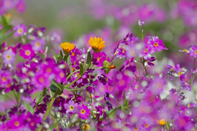 春の花壇