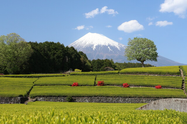 富士山と茶畑