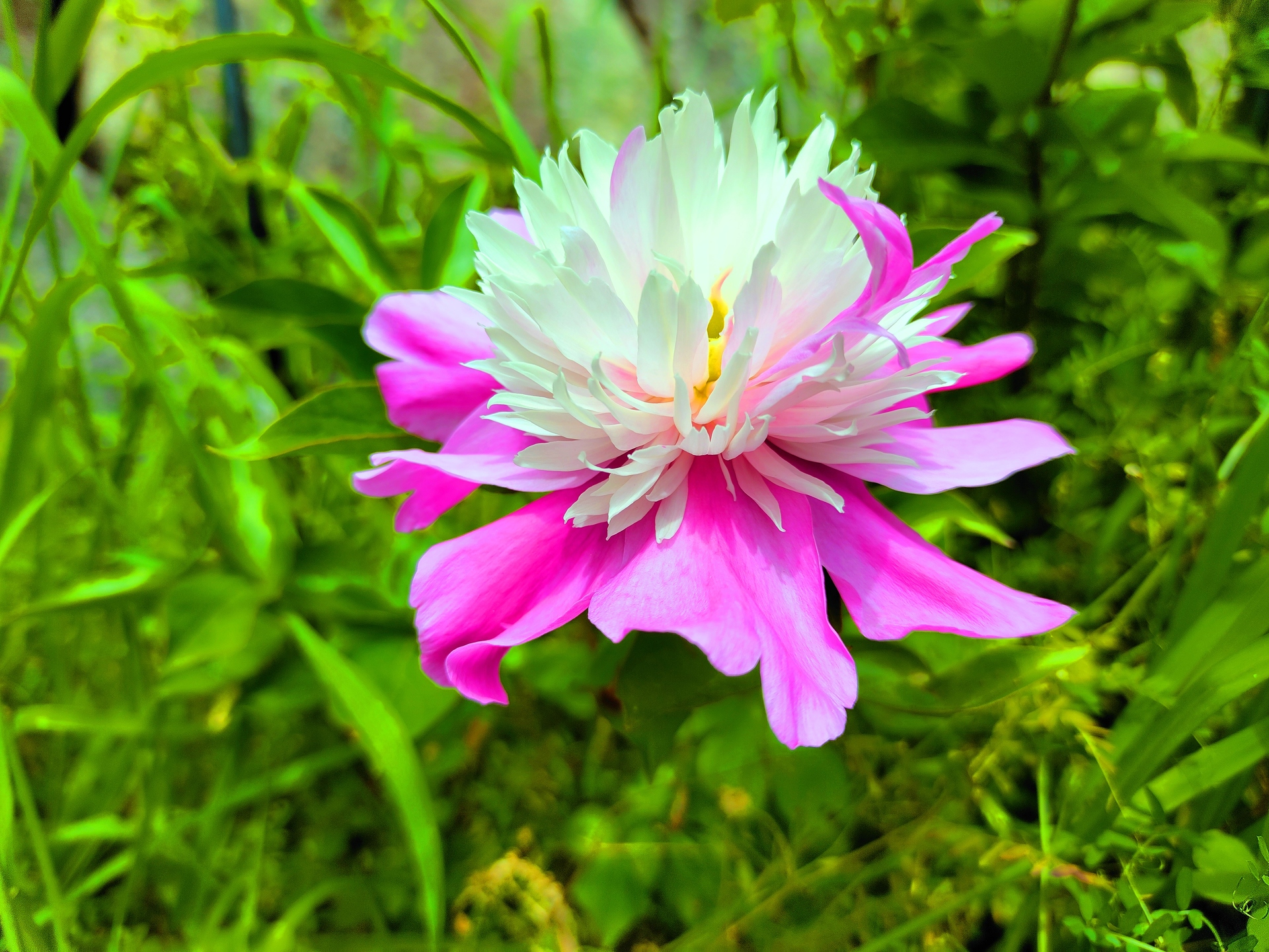 花 植物 春の花 壁紙19x1440 壁紙館