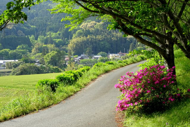 新緑の山里