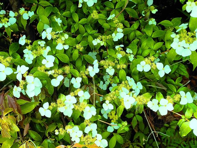 春の花