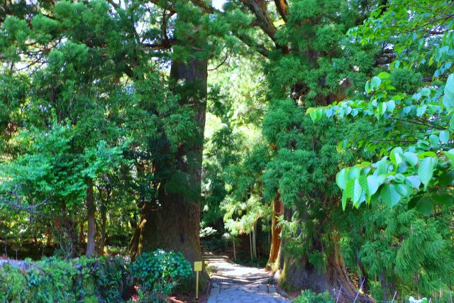 新緑の熊野古道