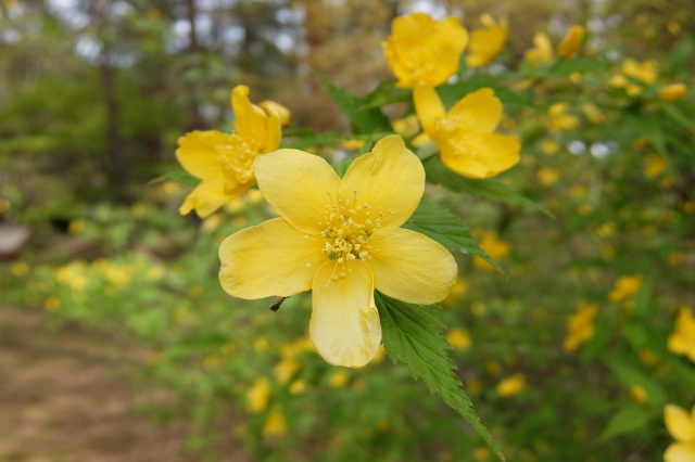 山吹の花