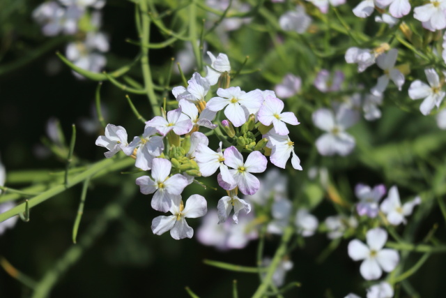 大根の花