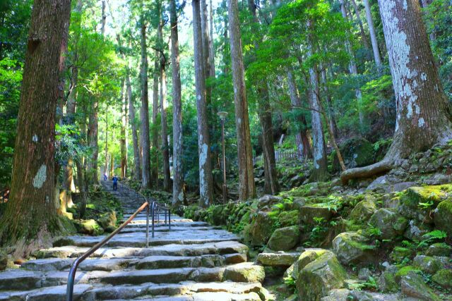 新緑の熊野古道