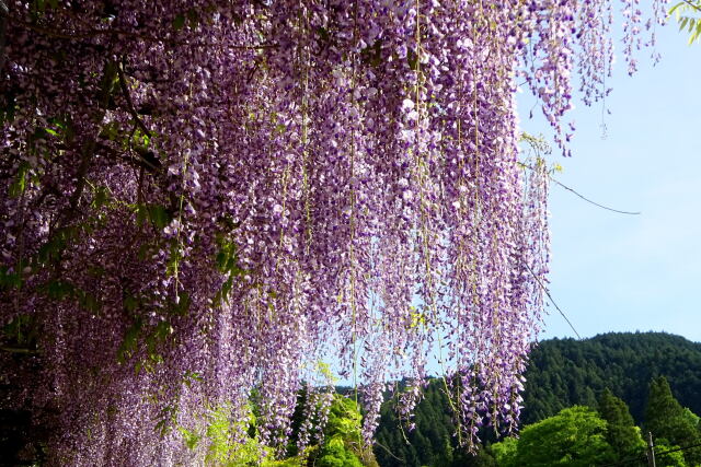 見上げる藤の花