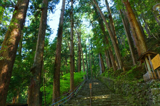 新緑の熊野古道