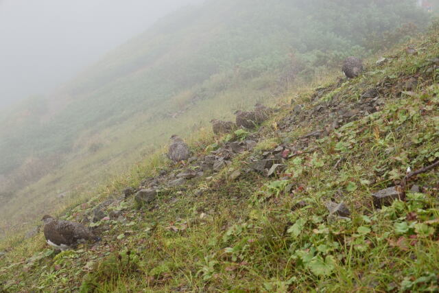 五竜岳の雷鳥達