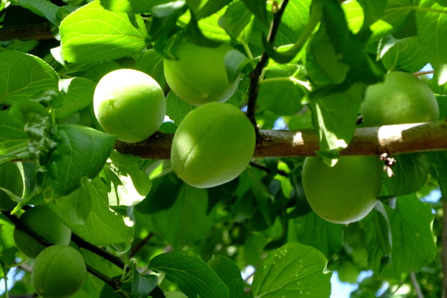 青梅も大きくなって、5月