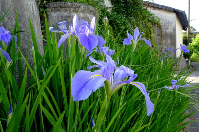 田舎道に咲いている花