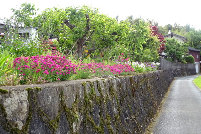 花が咲いている田舎道