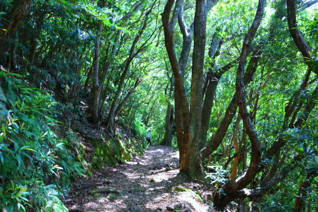 新緑の熊野古道