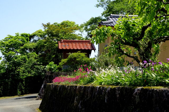 花が咲いている田舎道