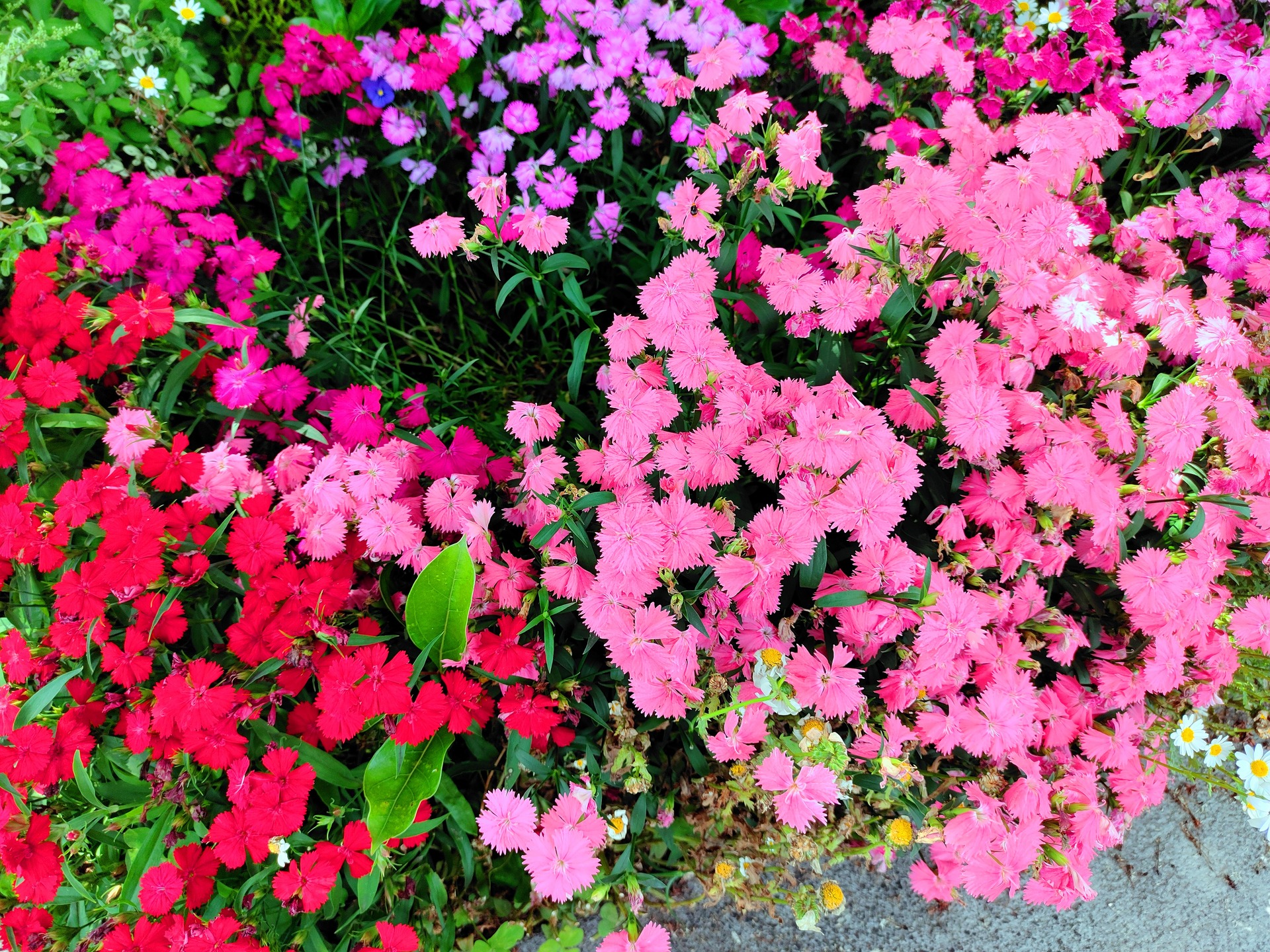 花 植物 春の花 壁紙19x1440 壁紙館