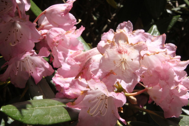 シャクナゲピンクの花