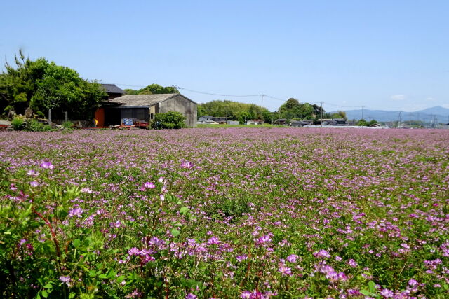 蓮華が咲いている静かな昼下がり