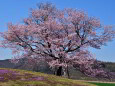 双子の桜