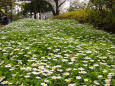 公園の花