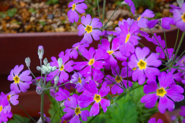 散歩道の花