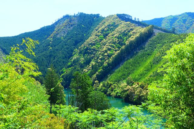 新緑の紀伊山地