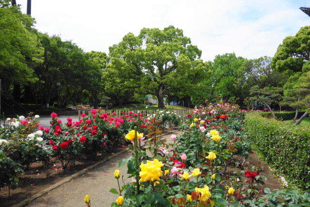 深緑のバラ園