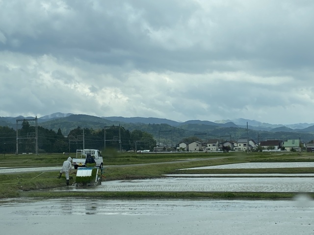 田植え