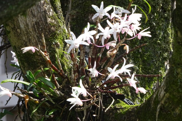 着生ランの花