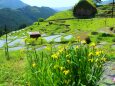 新緑の丸山千枚田