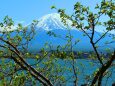 新緑の富士山