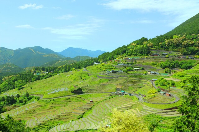 新緑の丸山千枚田