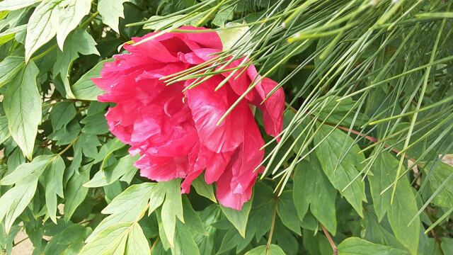 初夏にボタン