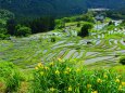 新緑の丸山千枚田