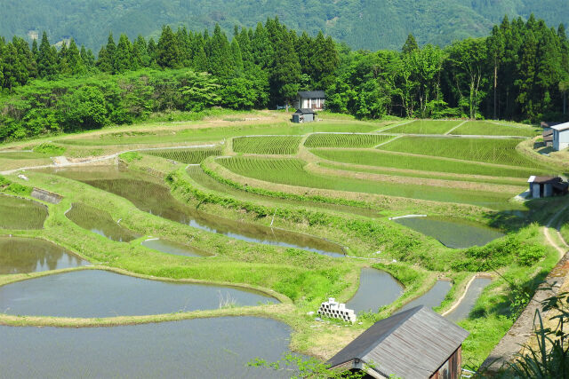 棚田の田植え始まる