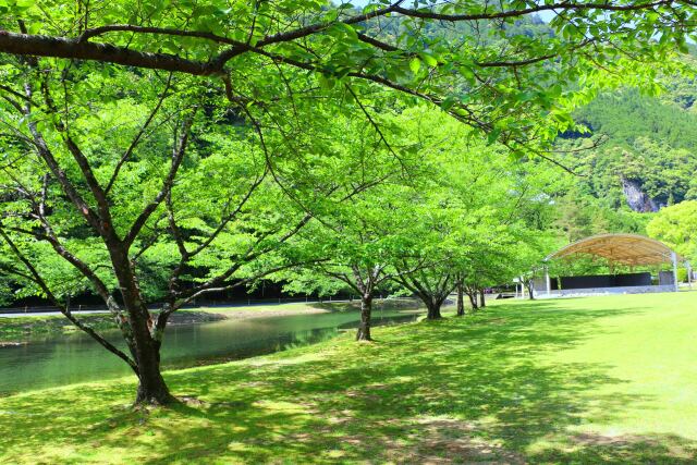 新緑の5月