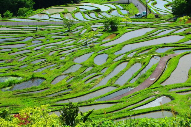 新緑の丸山千枚田