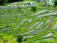 新緑の丸山千枚田