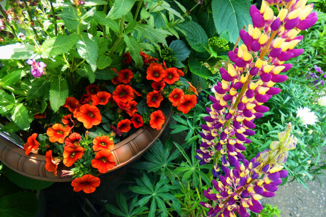 鉢植えの花と