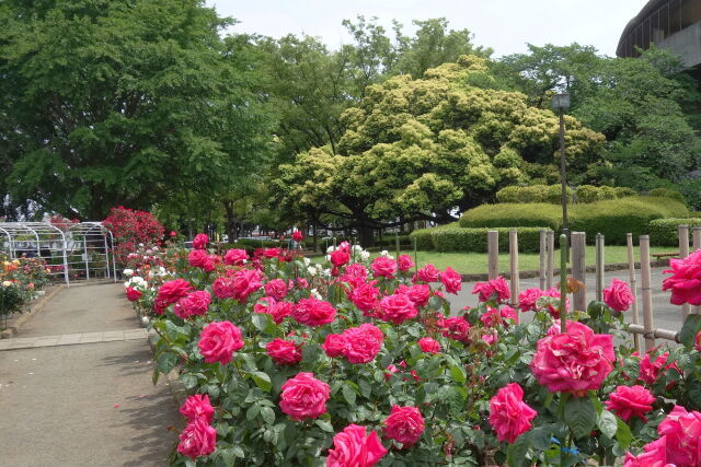 深緑のバラ園