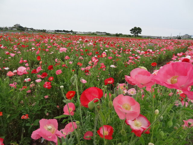 ポピーのお花畑