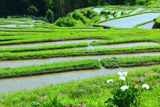 新緑の丸山千枚田