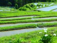 新緑の丸山千枚田