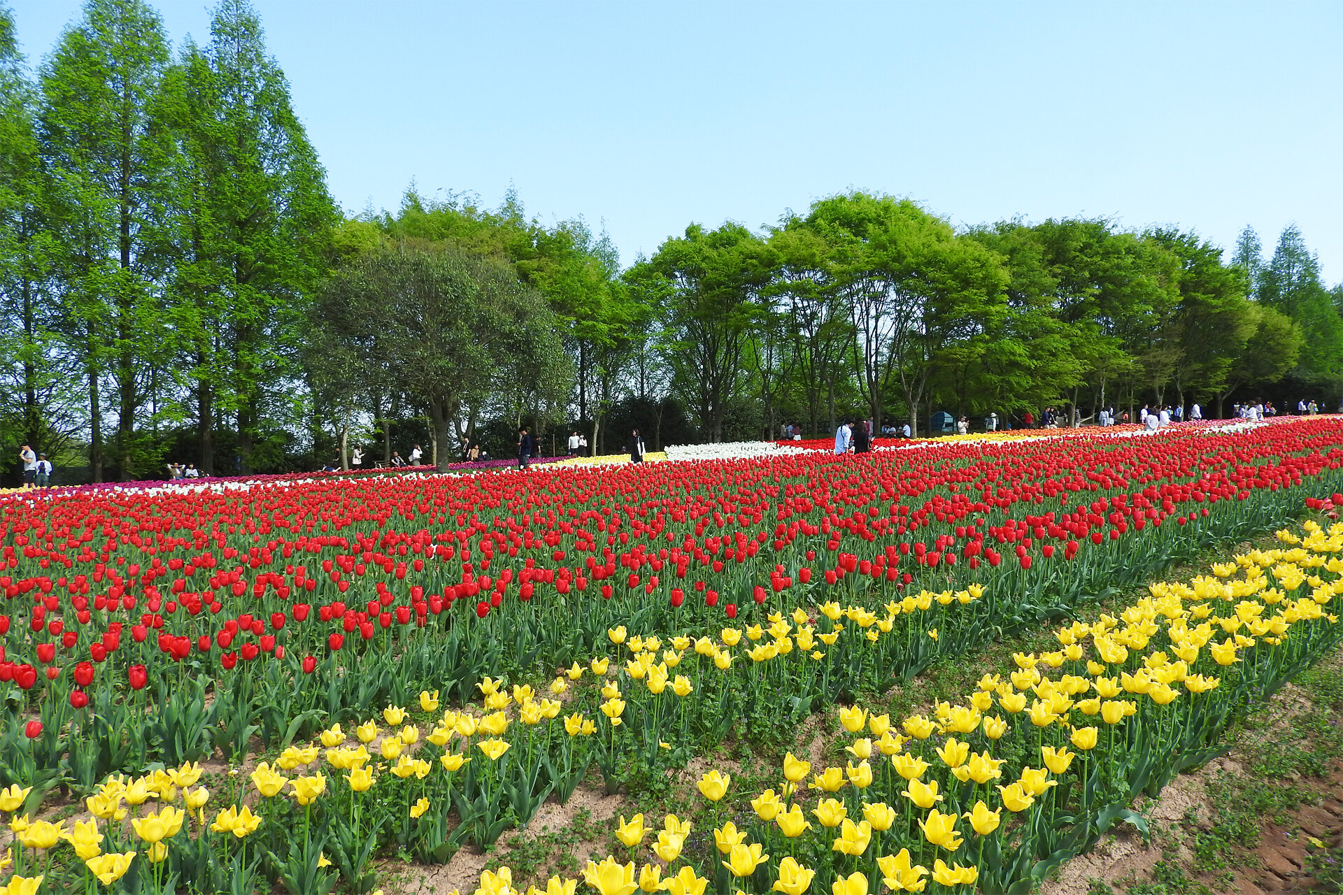 日本の風景 チューリップ畑 壁紙19x1280 壁紙館