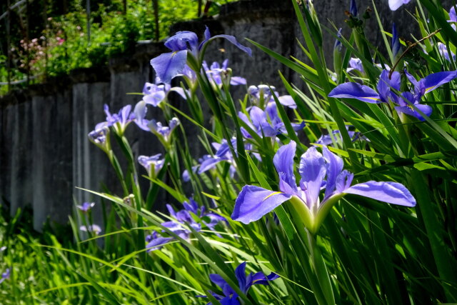 さわやかに咲いている花