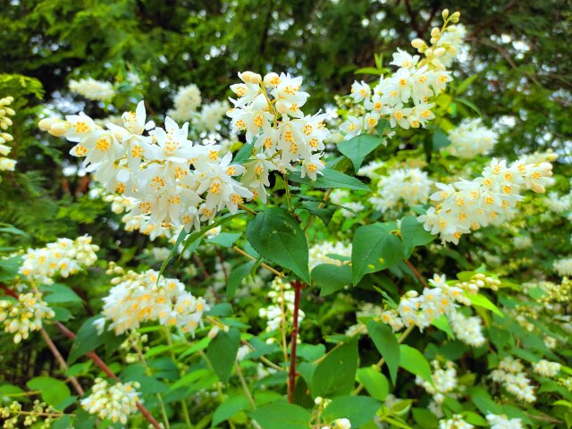 初夏の花