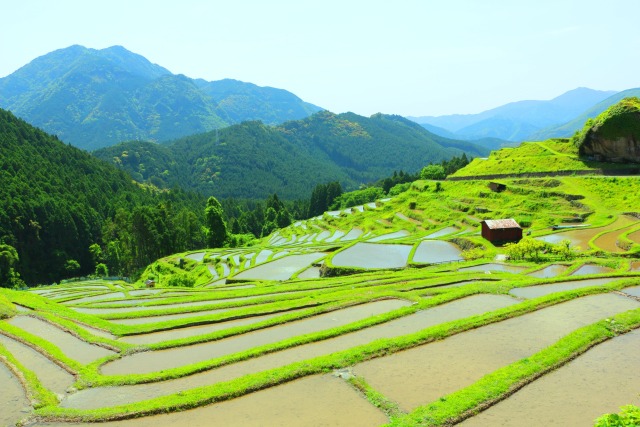 新緑の丸山千枚田