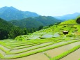 新緑の丸山千枚田