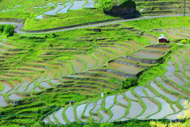 新緑の丸山千枚田