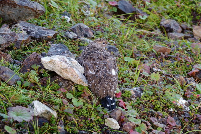 白岳の雌雷鳥5