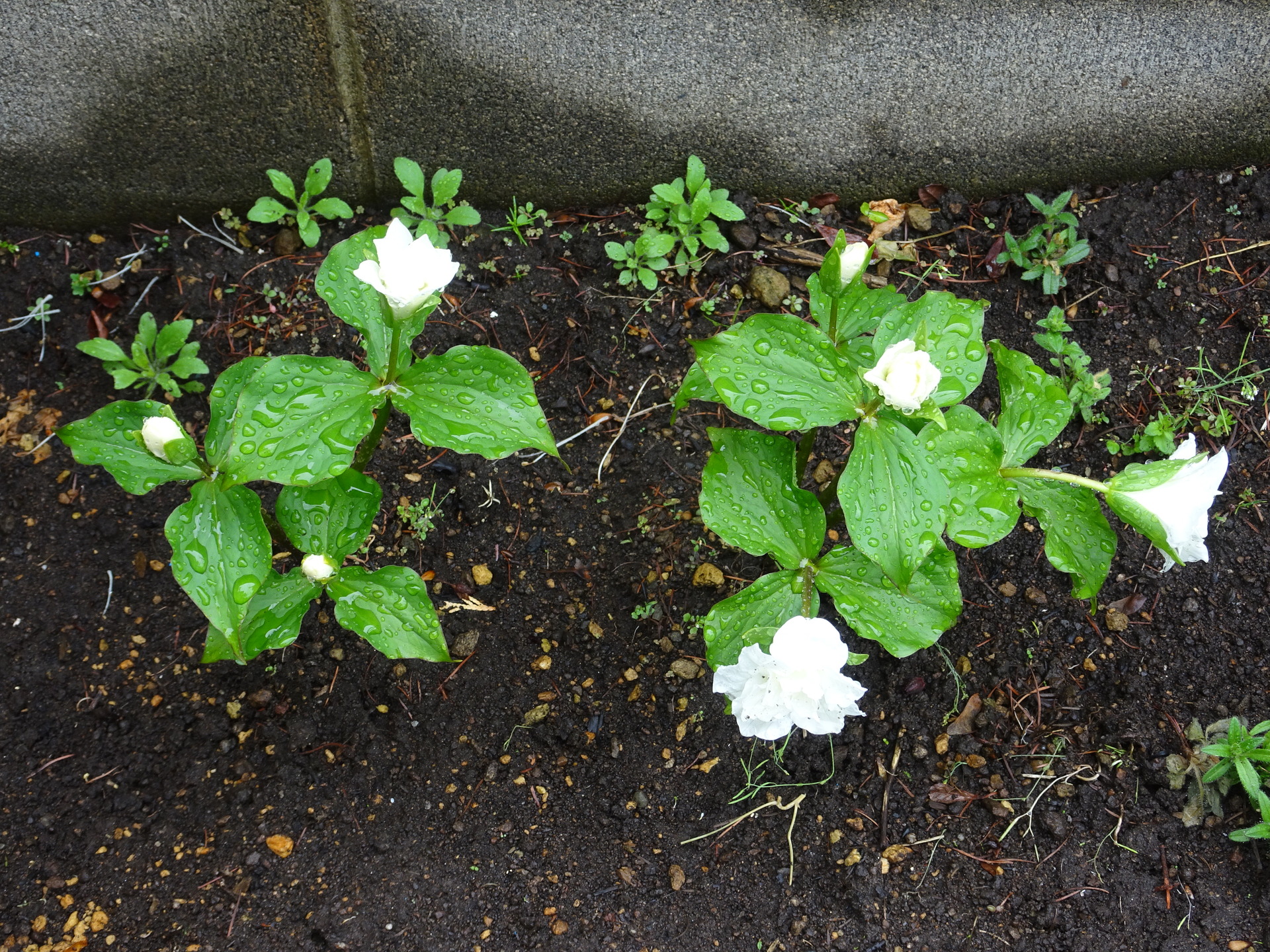 花 植物 二株に増えた八重咲エイレンソウ 壁紙19x1440 壁紙館