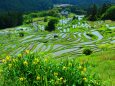 新緑の丸山千枚田